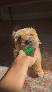 Squeaky Ball Set (6 Pack)