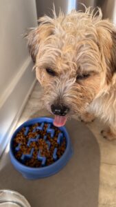Slow feeder dog bowl