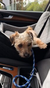 Dog Car Seat for Travel