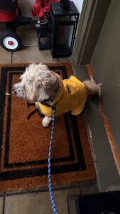Waterproof Dog Raincoat with Hood
