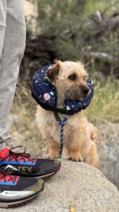 Inflatable Dog Cone Collar