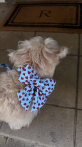 Themed Dog Bow - Valentine's Day Dog Collar