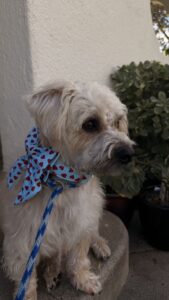 Themed Dog Bow - Valentine's Day Dog Collar