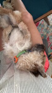 AirTag Dog Collar Holder