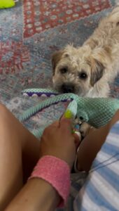 Plush Squeaky Dog Toy